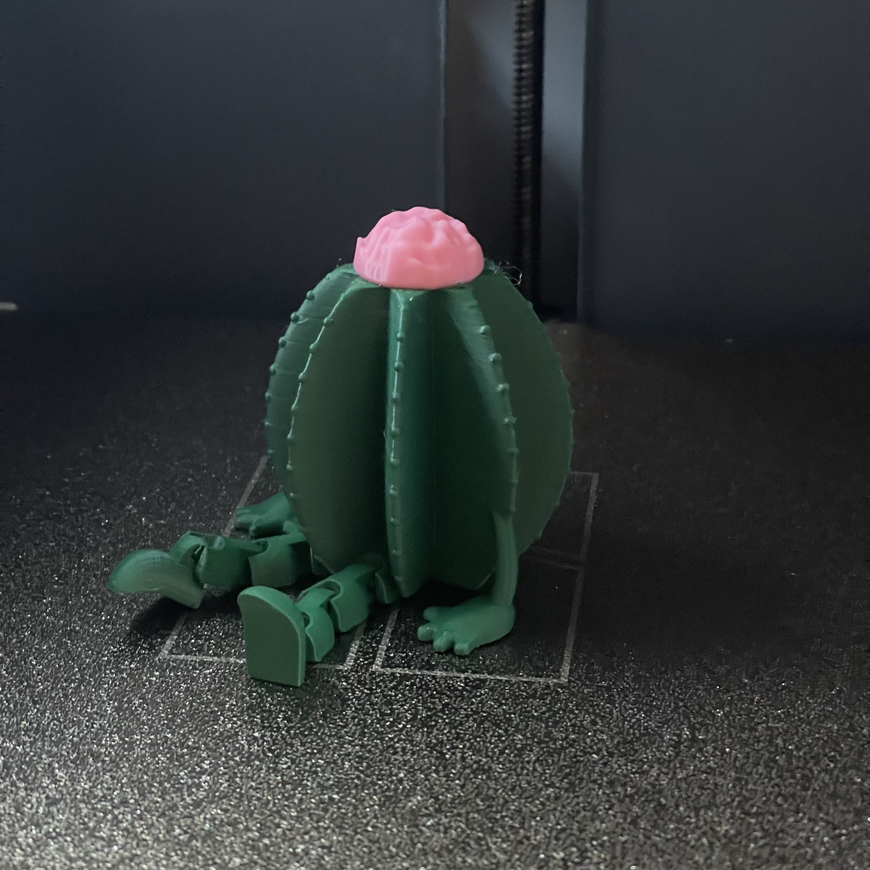 Friendly Articulated Cactus (Melocactus)