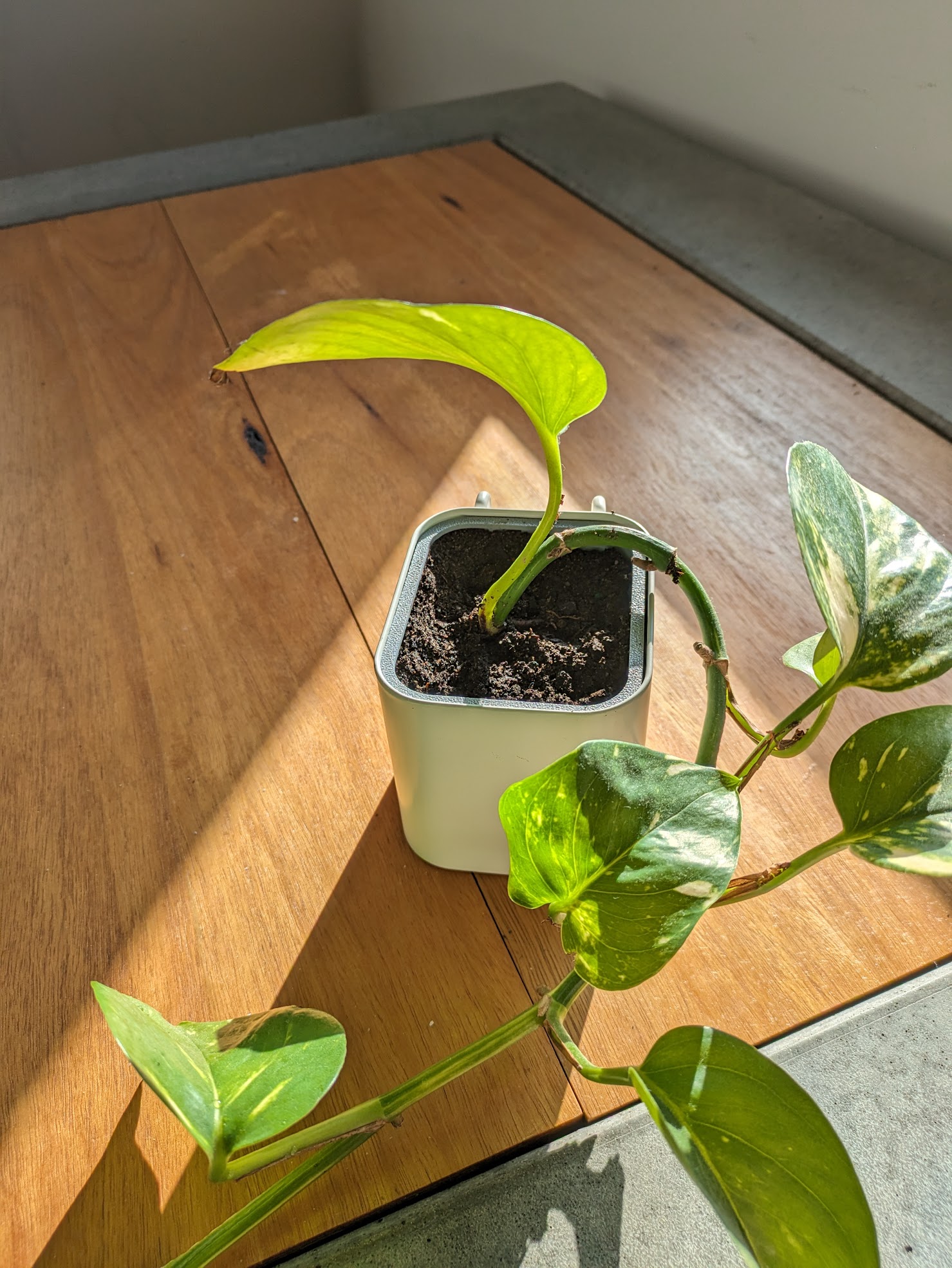 Skadis Planter Pot