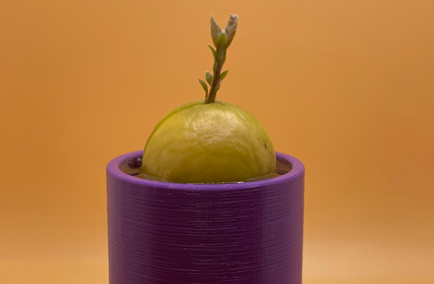 Miniatura 2 do modelo 3D Avocado Seed Starter 2