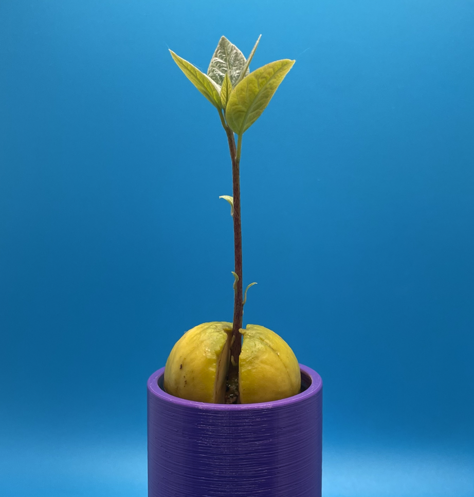 Avocado Seed Starter 2