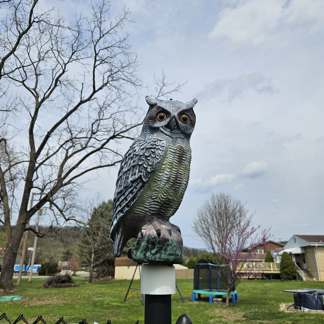 post cap owl perch
