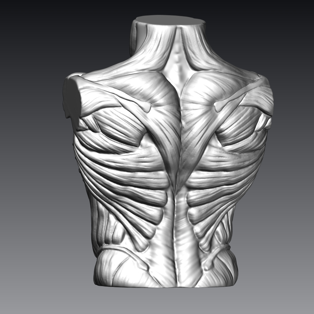 Male Bust Muscles by WindBlatt3D | Download free STL model | Printables.com