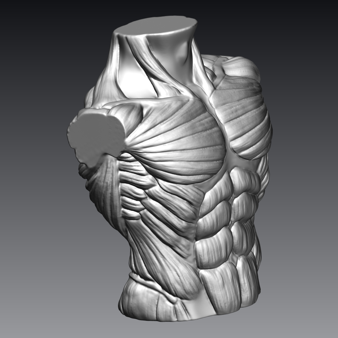 Male Bust Muscles