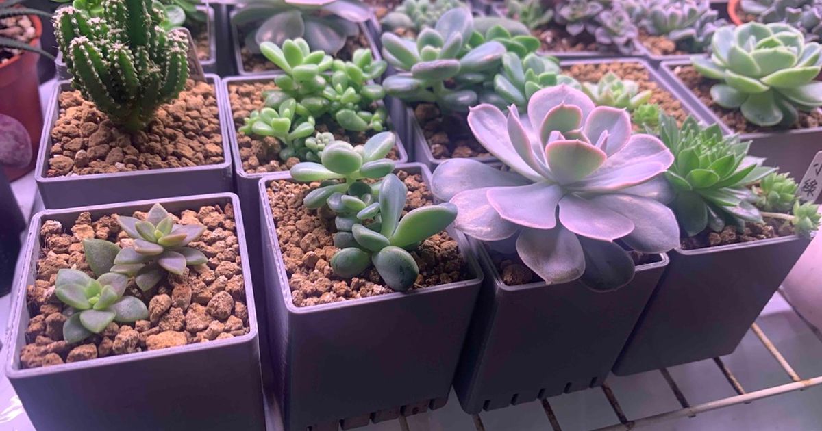 Succulent plant pot and Drip tray by steve5092 Download free STL