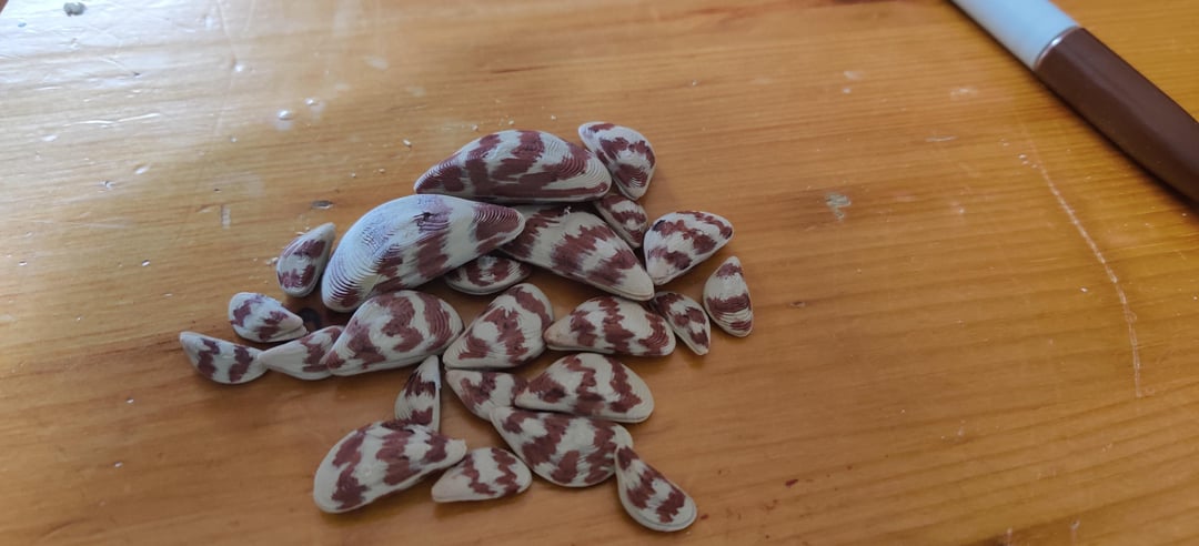Zebra Mussel Prop