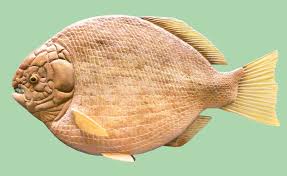 dapedium