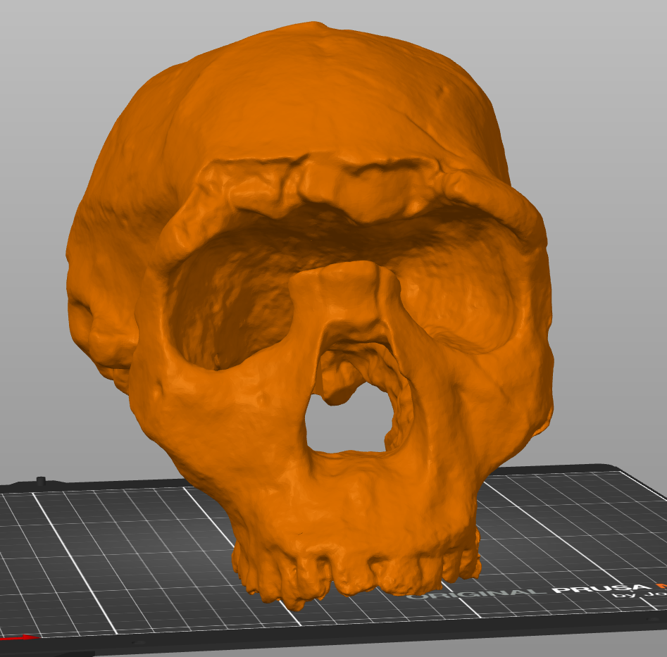 Homo ergaster