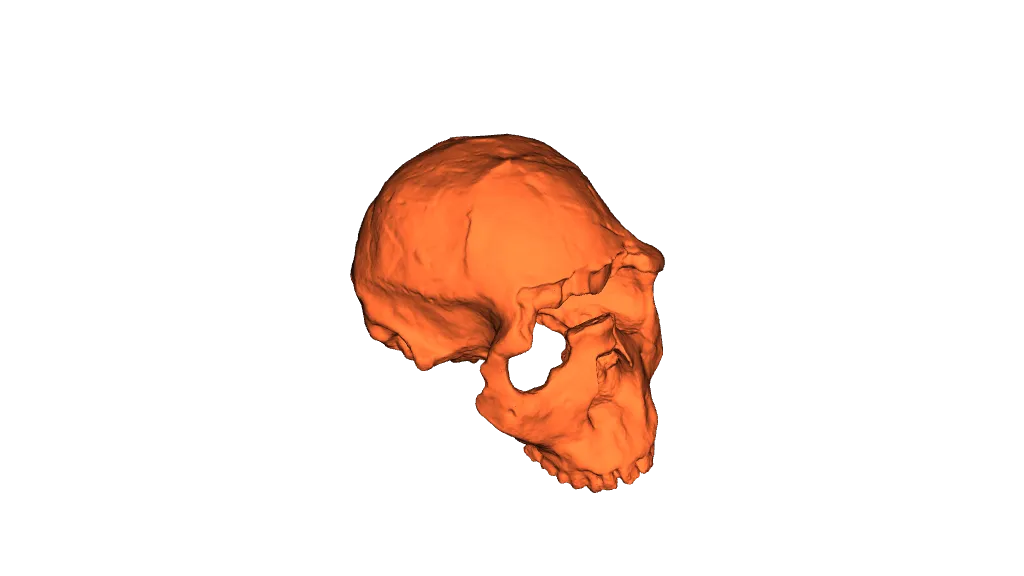 Homo ergaster by Adam Hanzlíček | Download free STL model | Printables.com