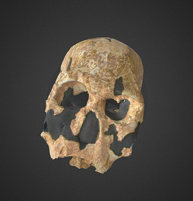 Homo rudolfensis