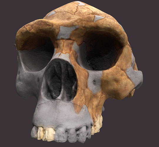 Homo erectus