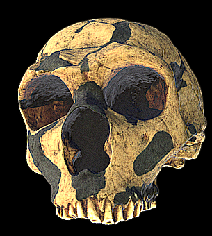 Homo neanderthalensis