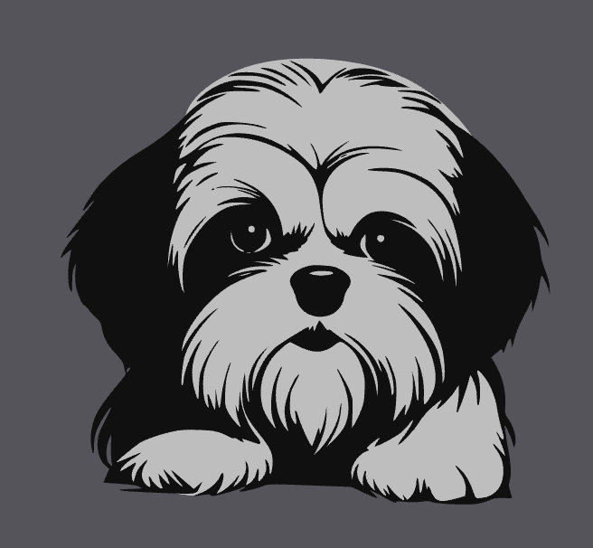 Shi Tzu 1