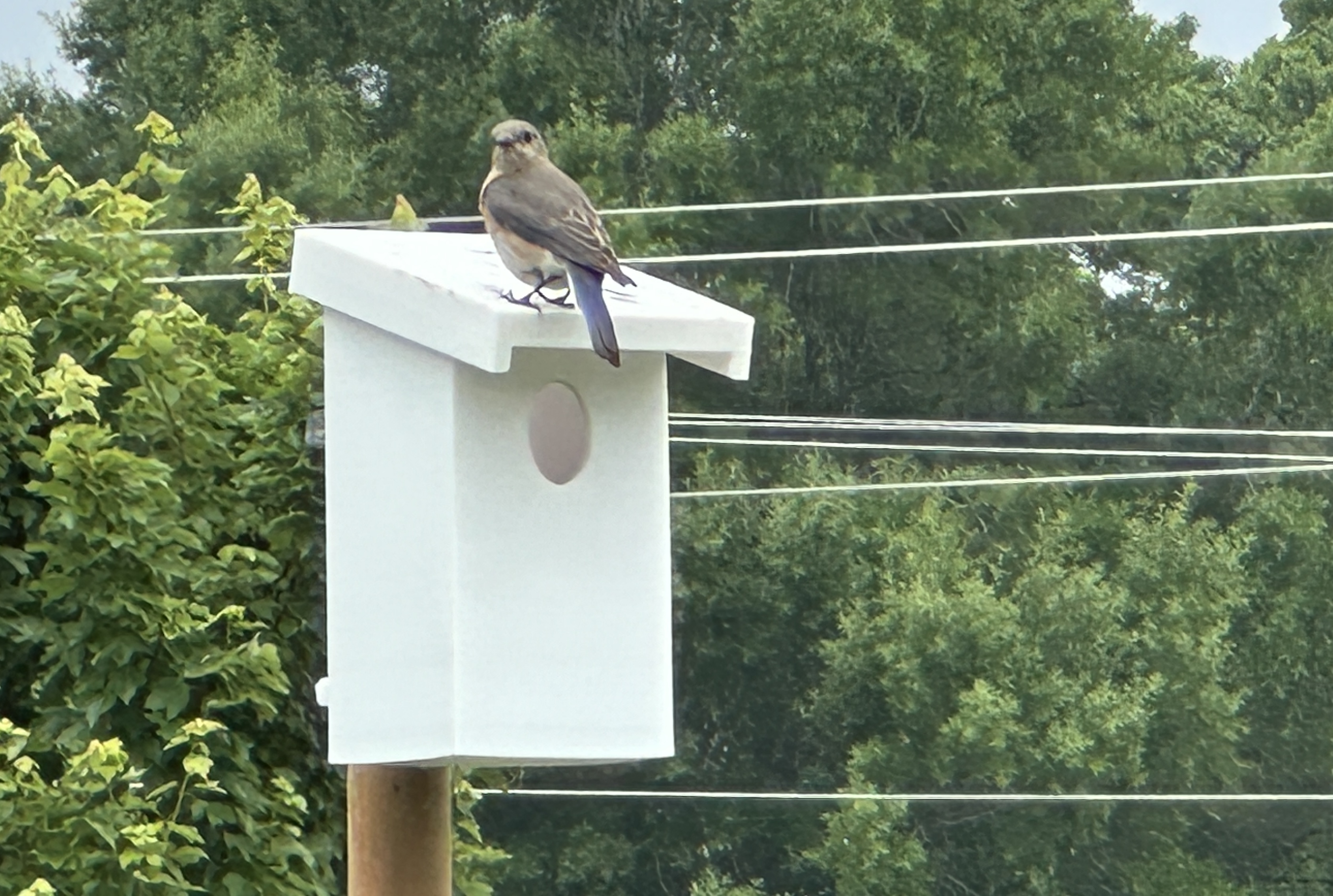 Best Eastern Bluebird House
