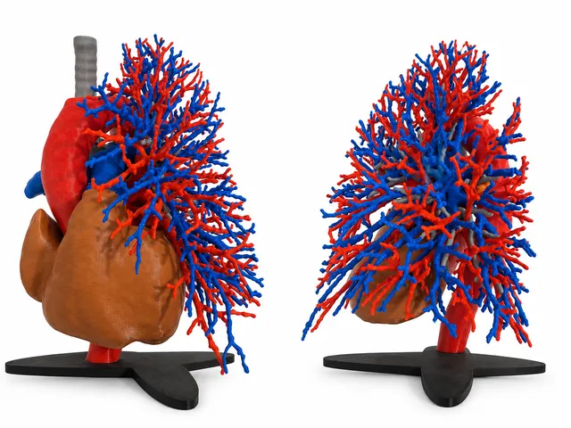 Human heart, airways and pulmonary vasculature