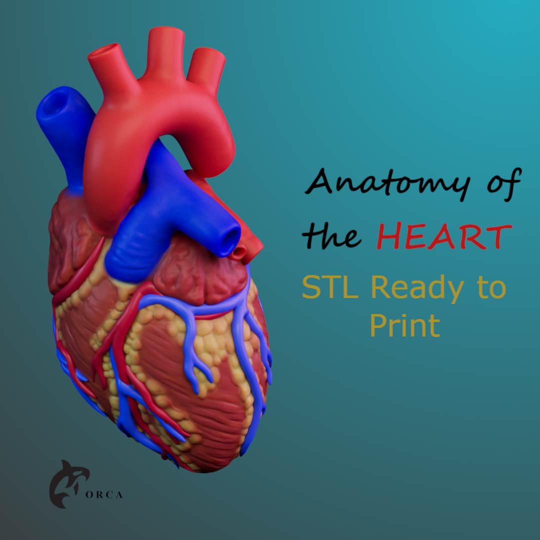 Heart Anatomy For Education