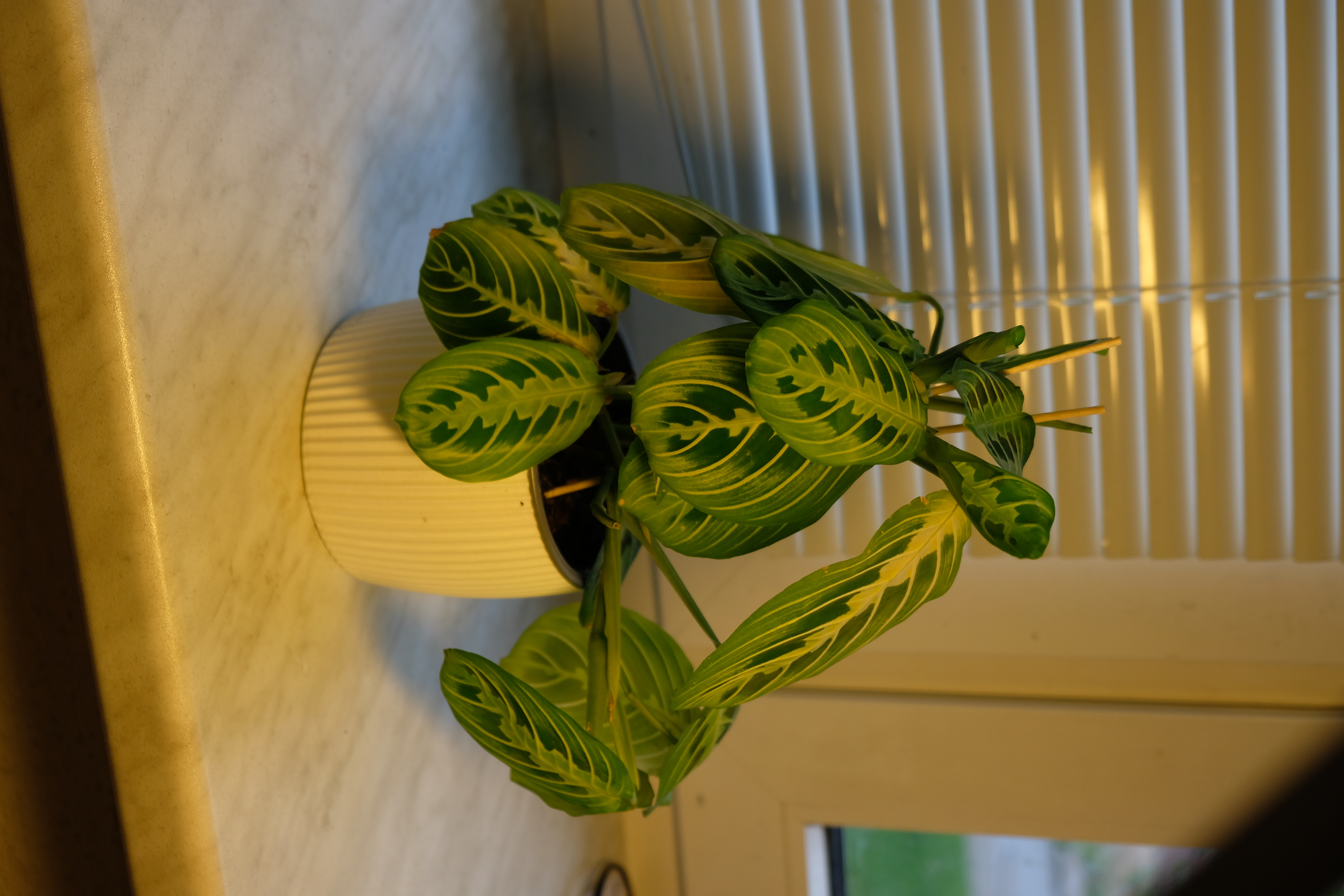 Planter for Plants