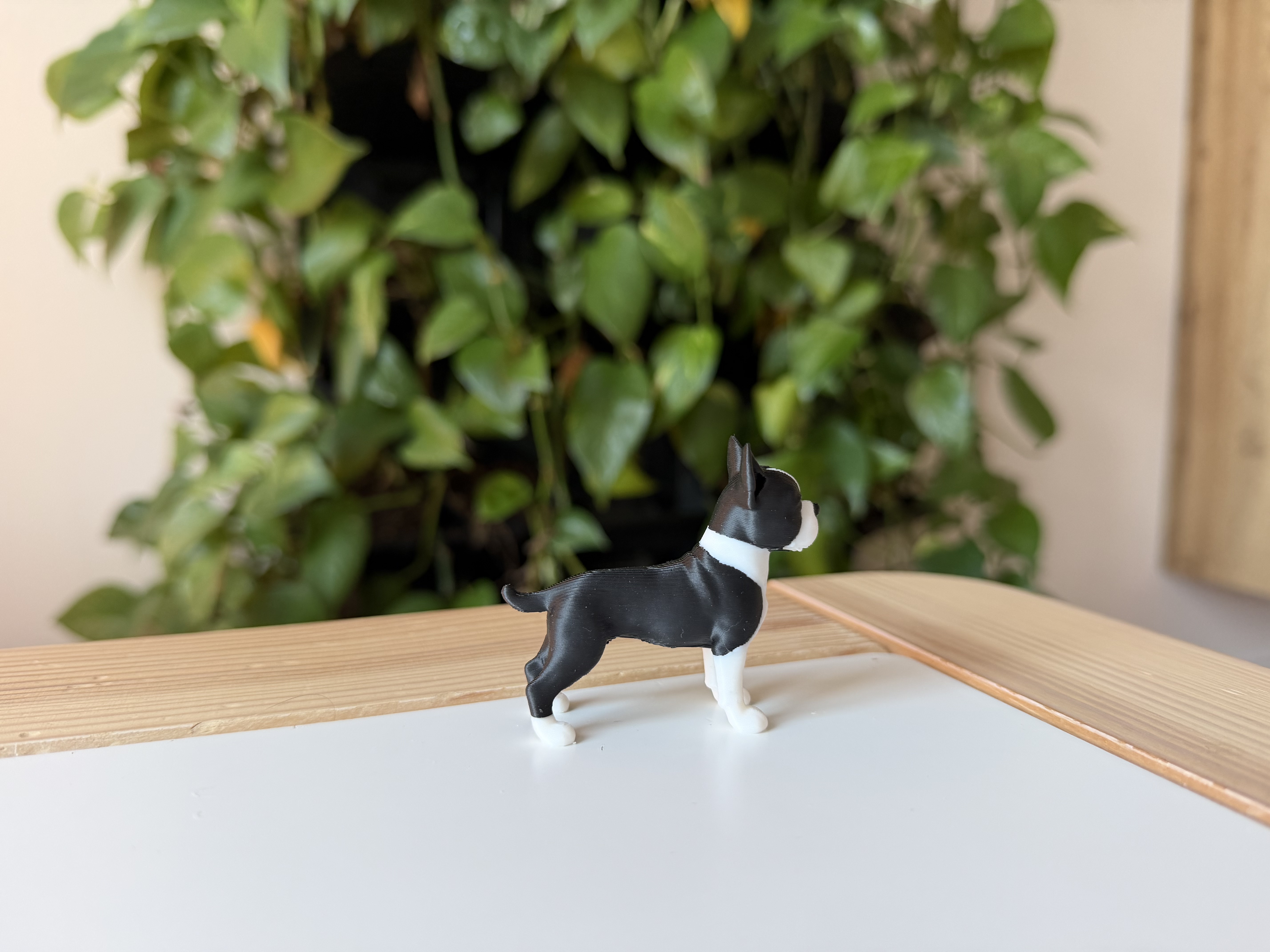 Boston terrier — miniatura 4