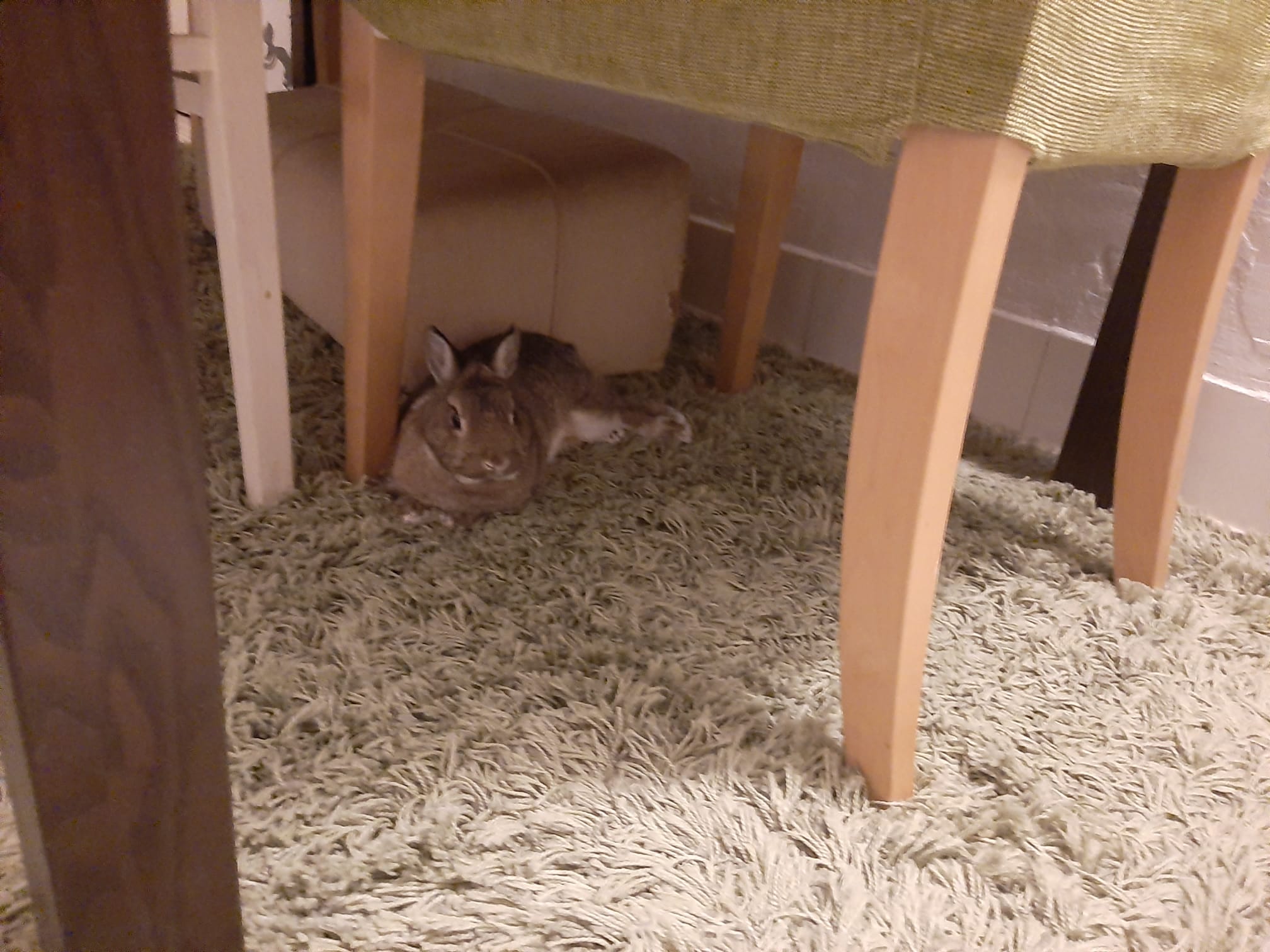Rabbit Picture