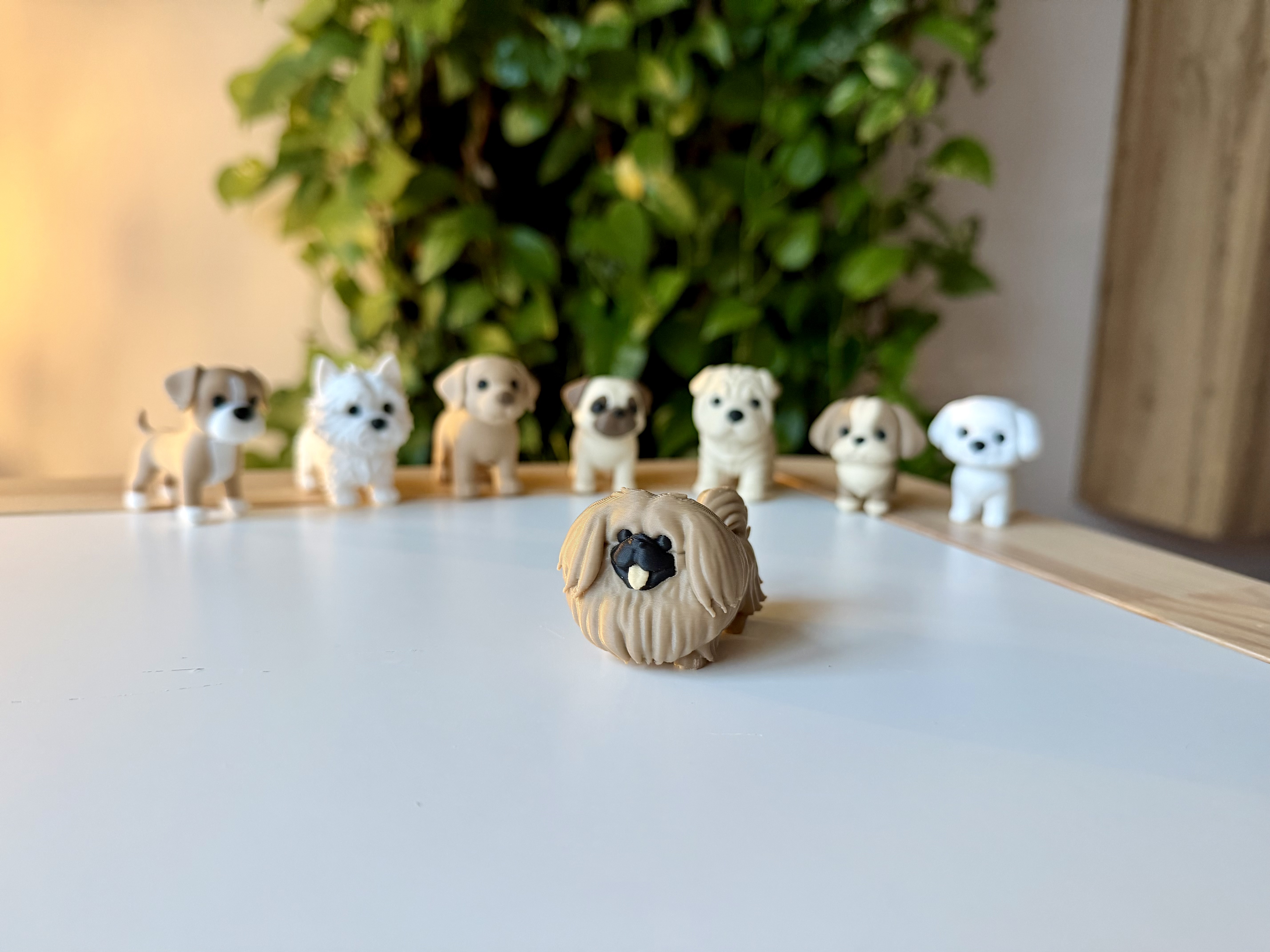 Pekingese