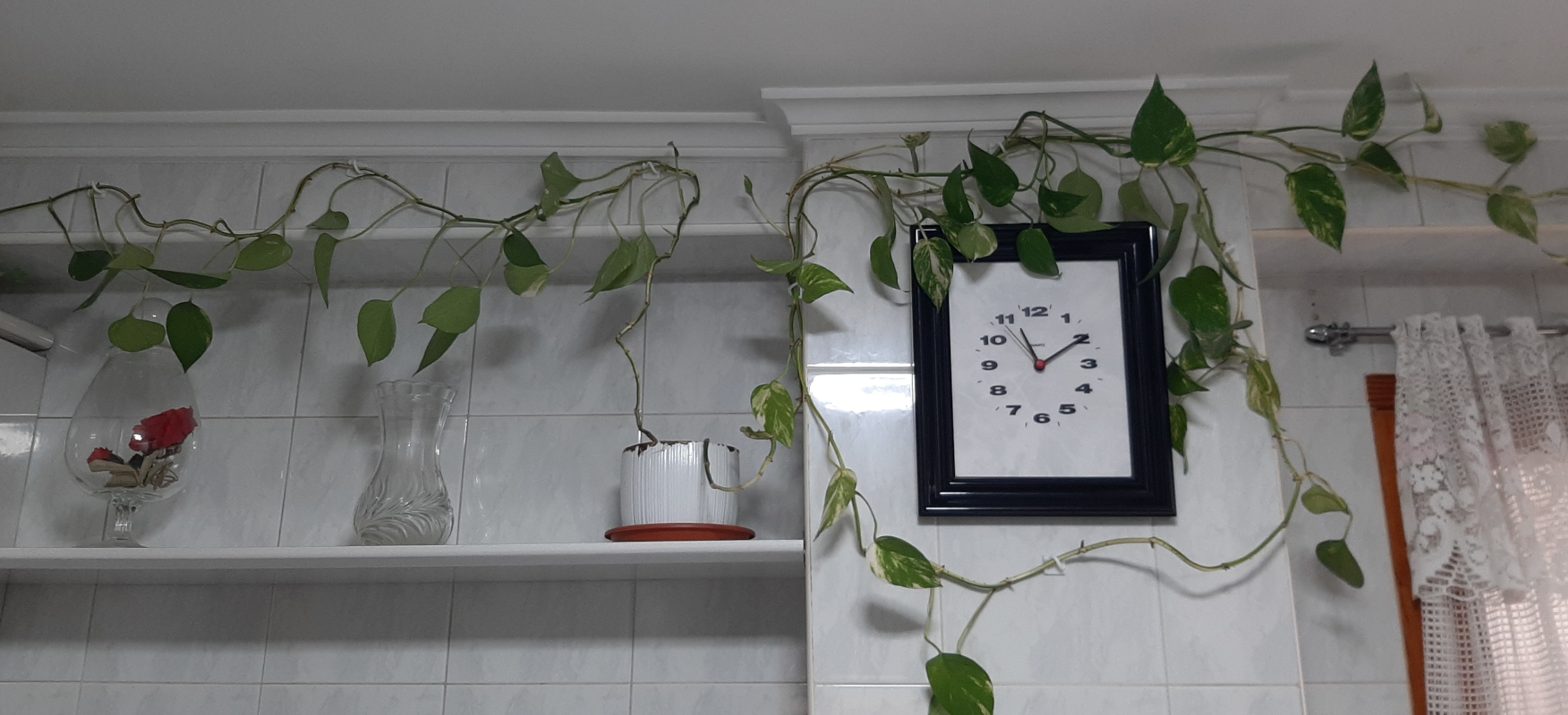 Climbing Plants Support