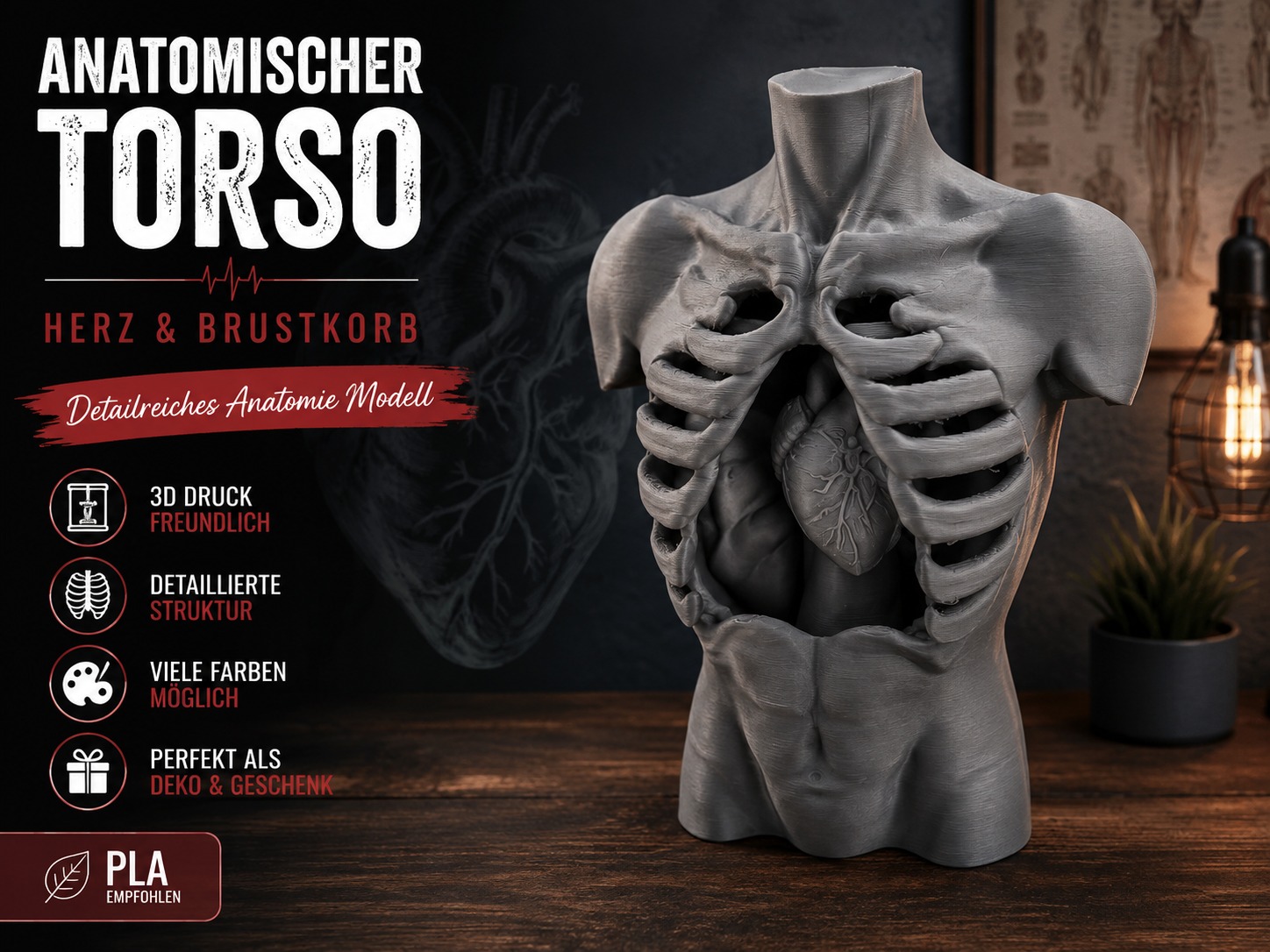 Anatomischer Torso – Herz & Brustkorb