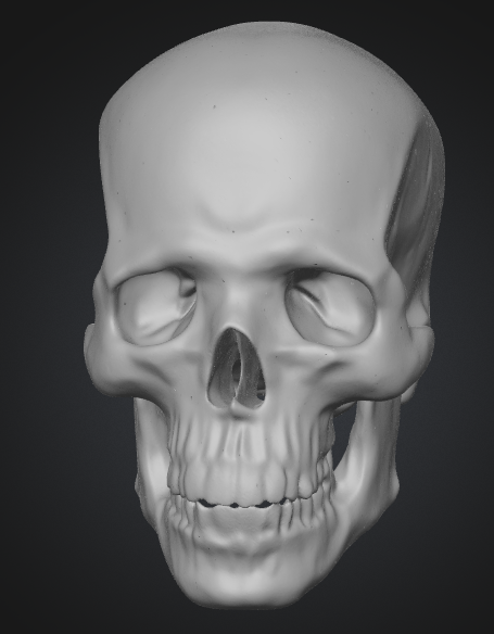 crane skull