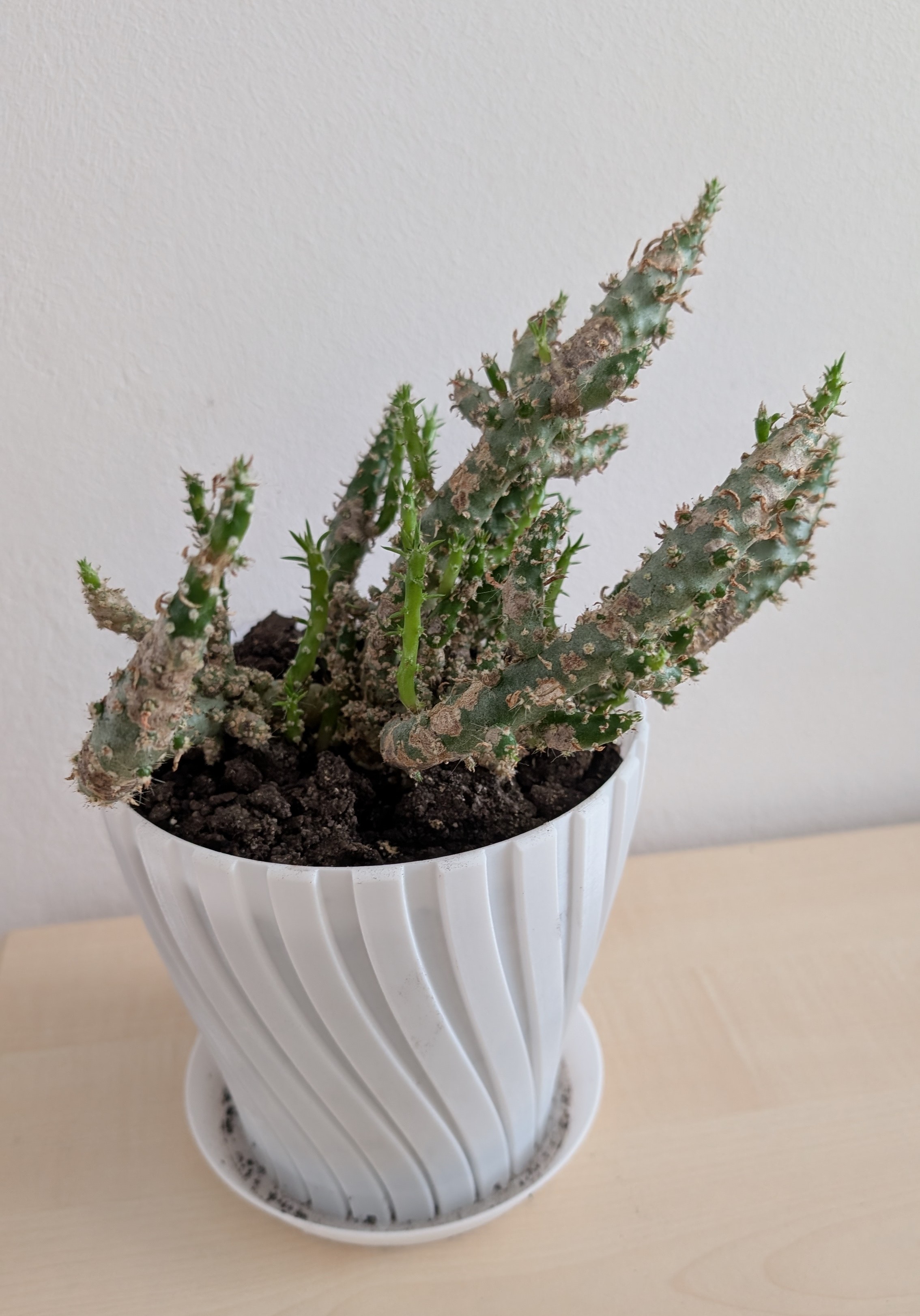 Curvy Pot with Integrated Drain Tray