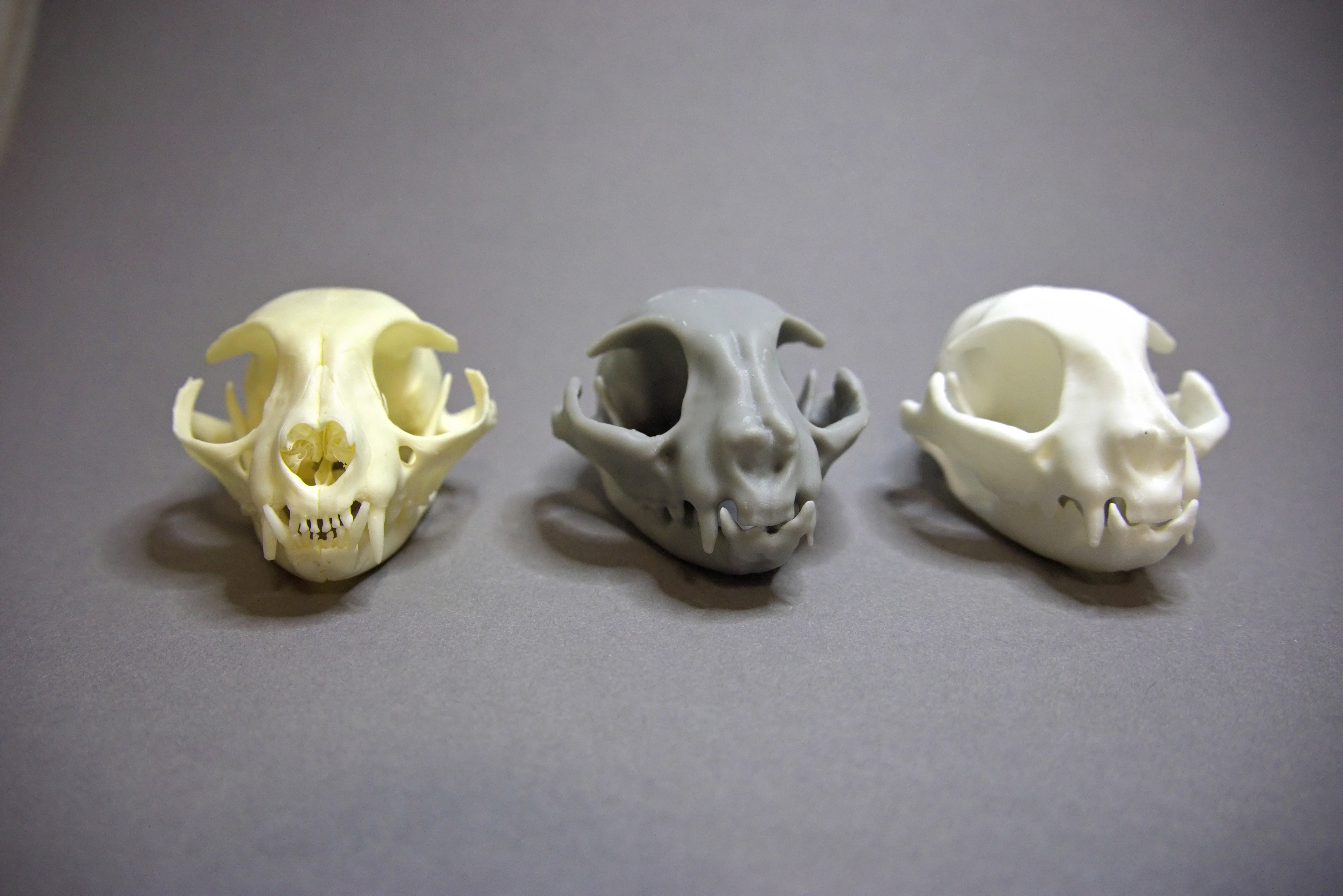 Cat skull