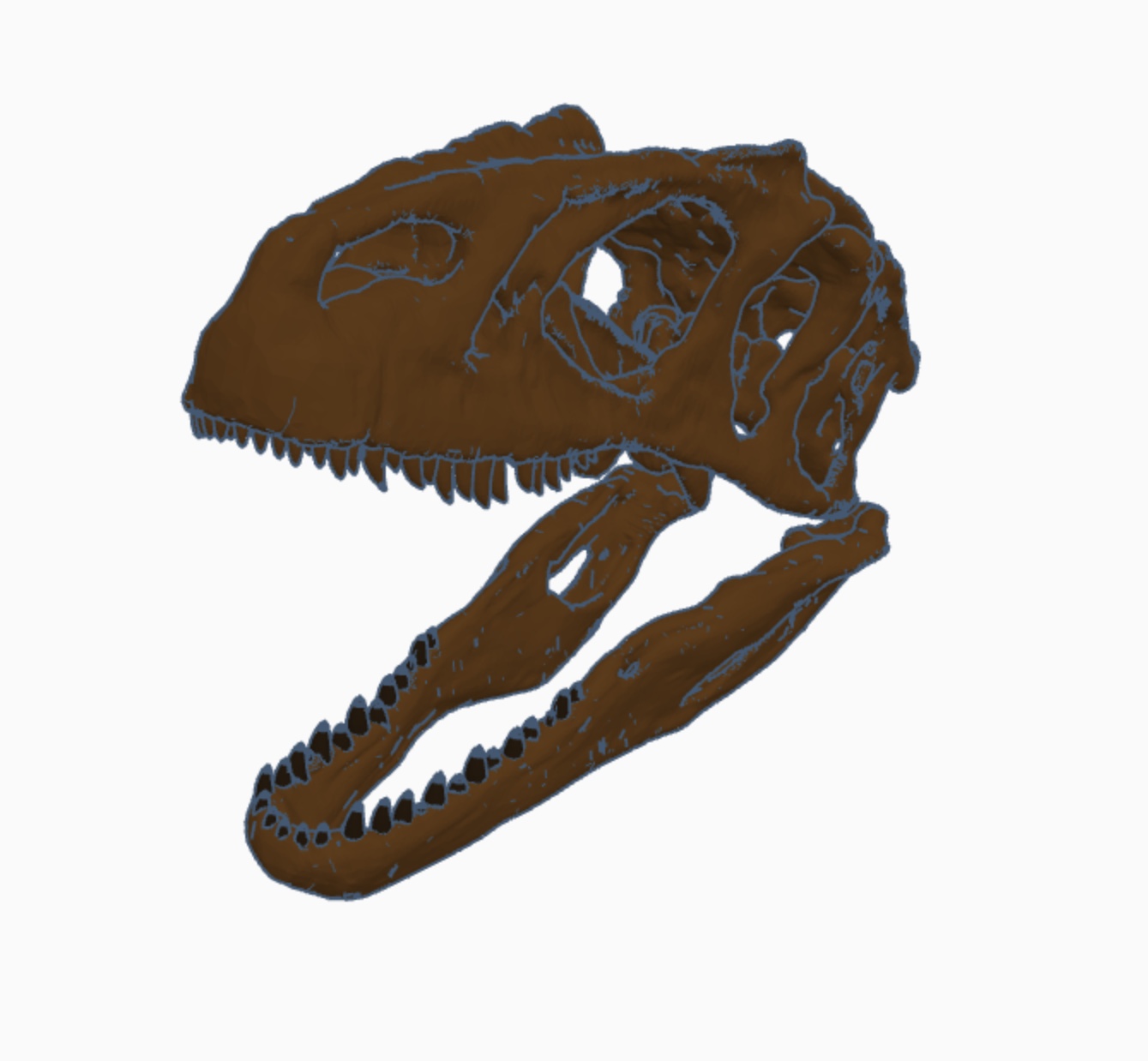 Allosaurus Fragilis Skull and Jaw With Teeth