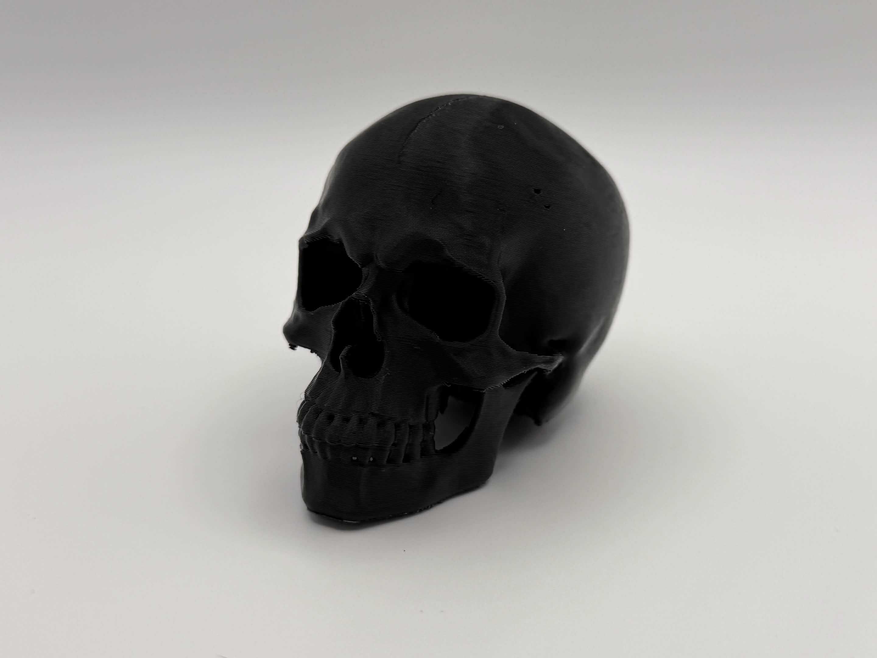 Anatomical Skull Decoration