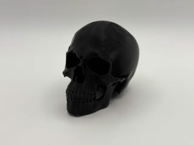 Anatomical Skull Decoration