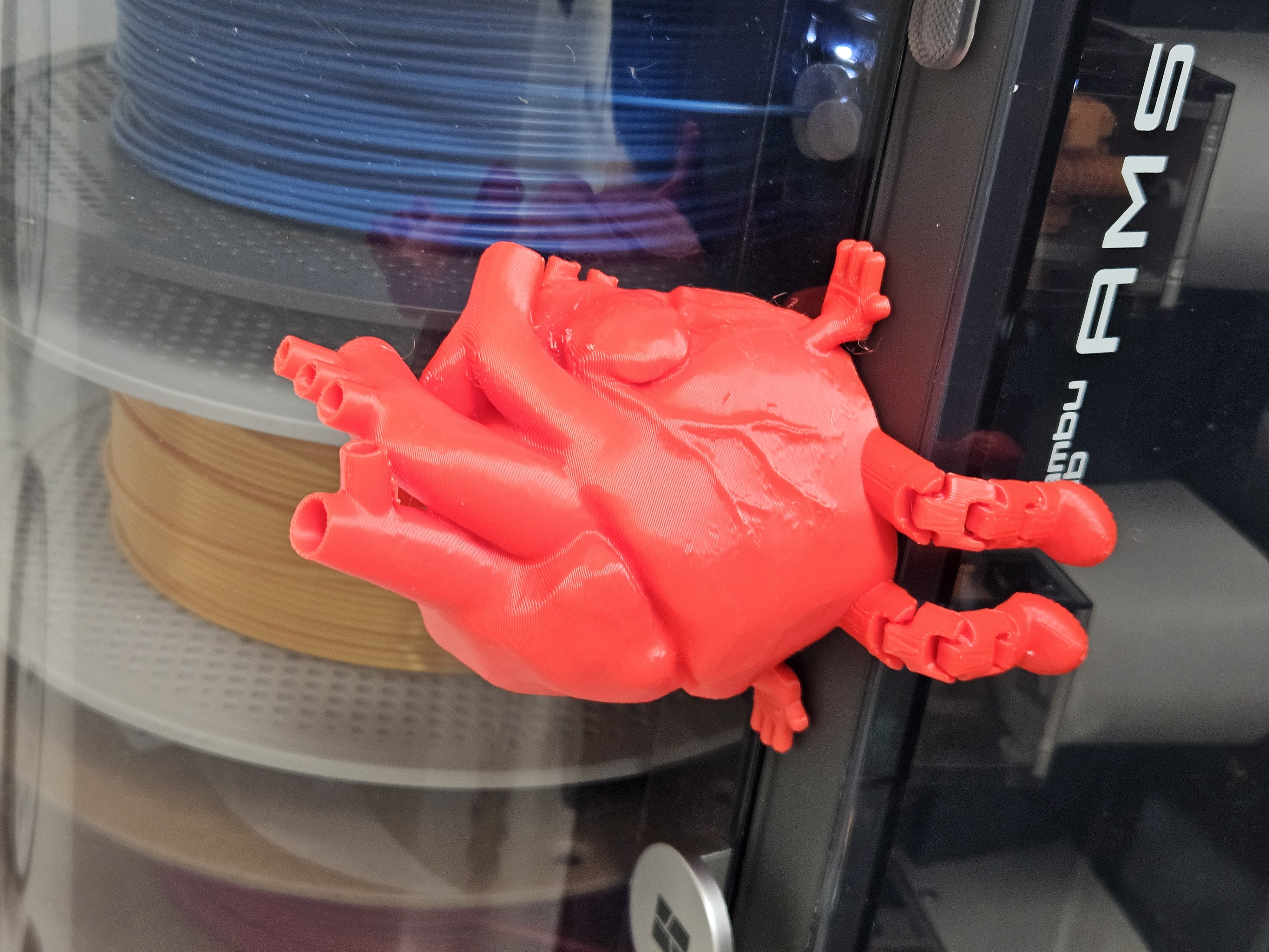 Anatomically Accurate Heart with legs and arms