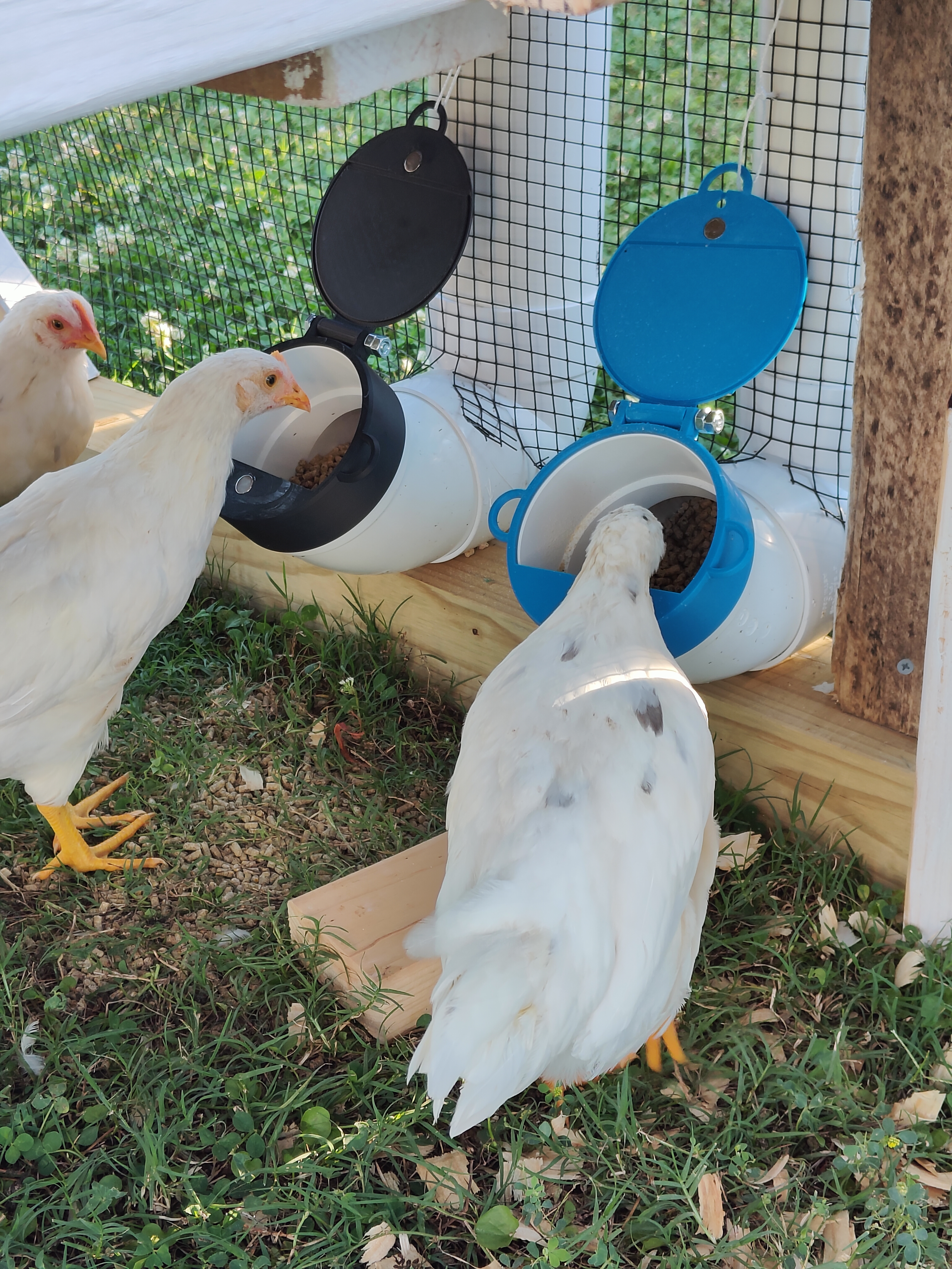 PVC Chicken Feeder - Hinged Lid