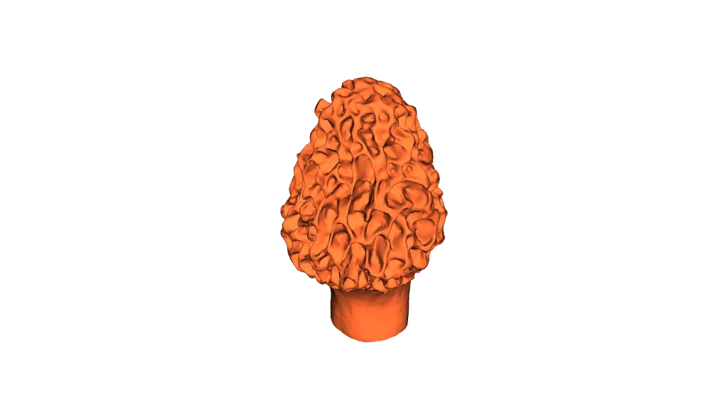 Morel Mushroom by Robert | Download free STL model | Printables.com