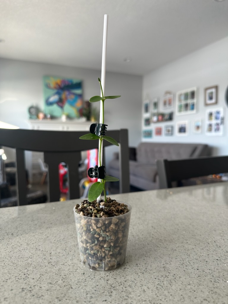 Miniatura 2 do modelo 3D Large Basic Plant Stick