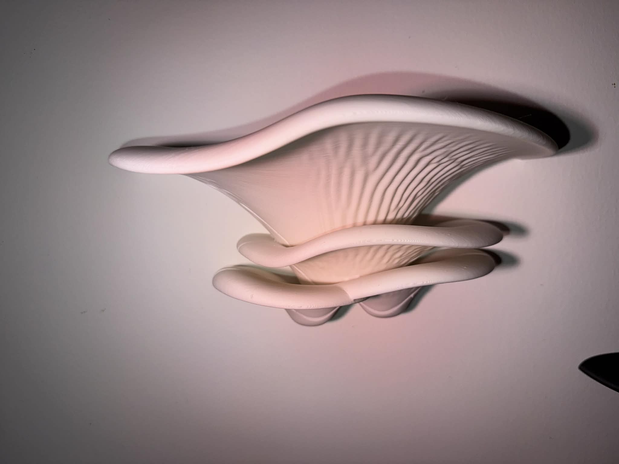 Shelf Mushroom