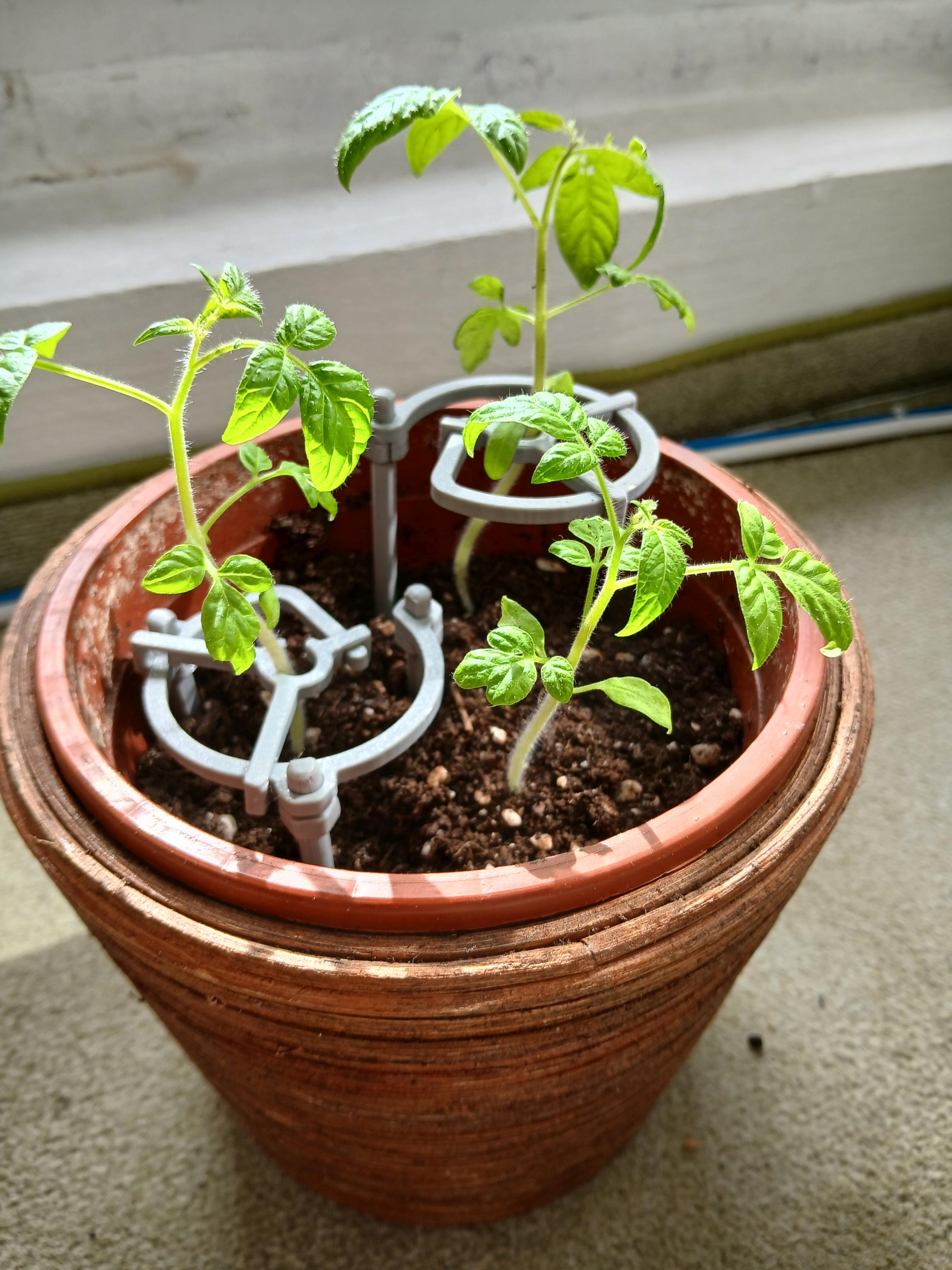 Plant/Seedling Support