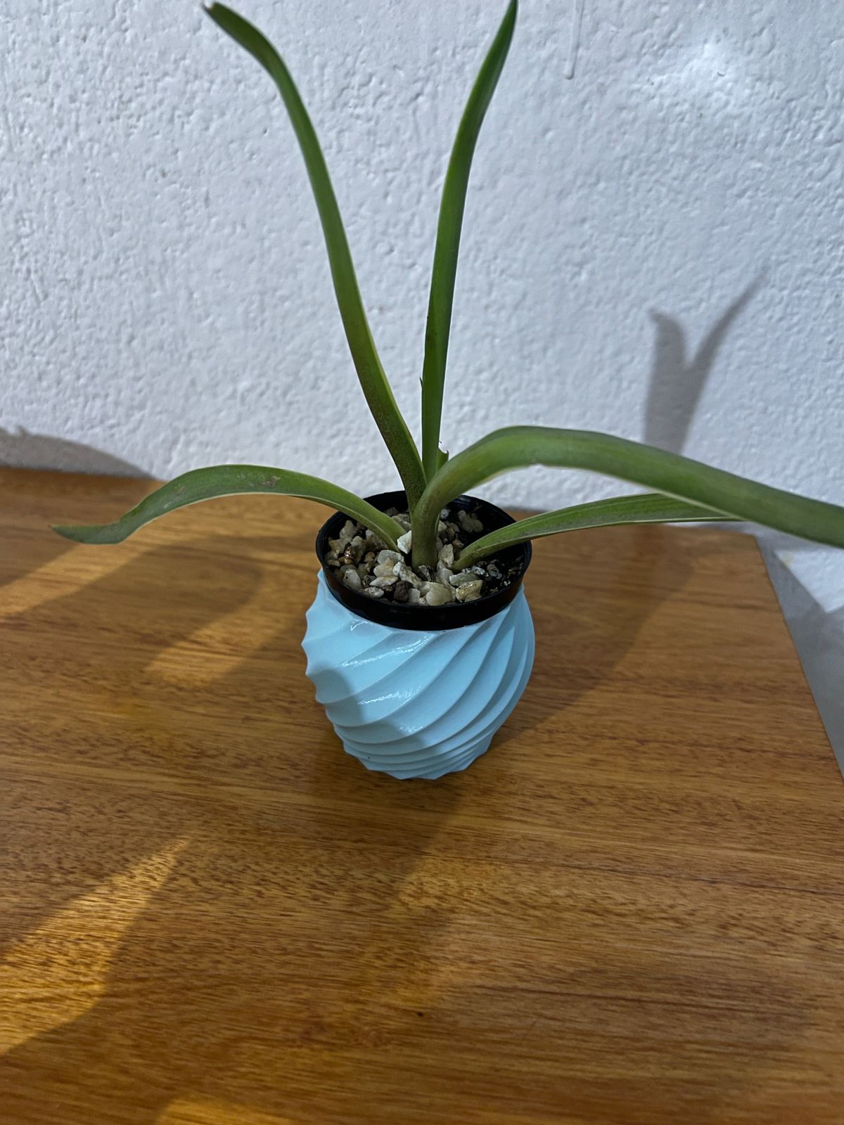 Mini Maceta — thumbnail 3