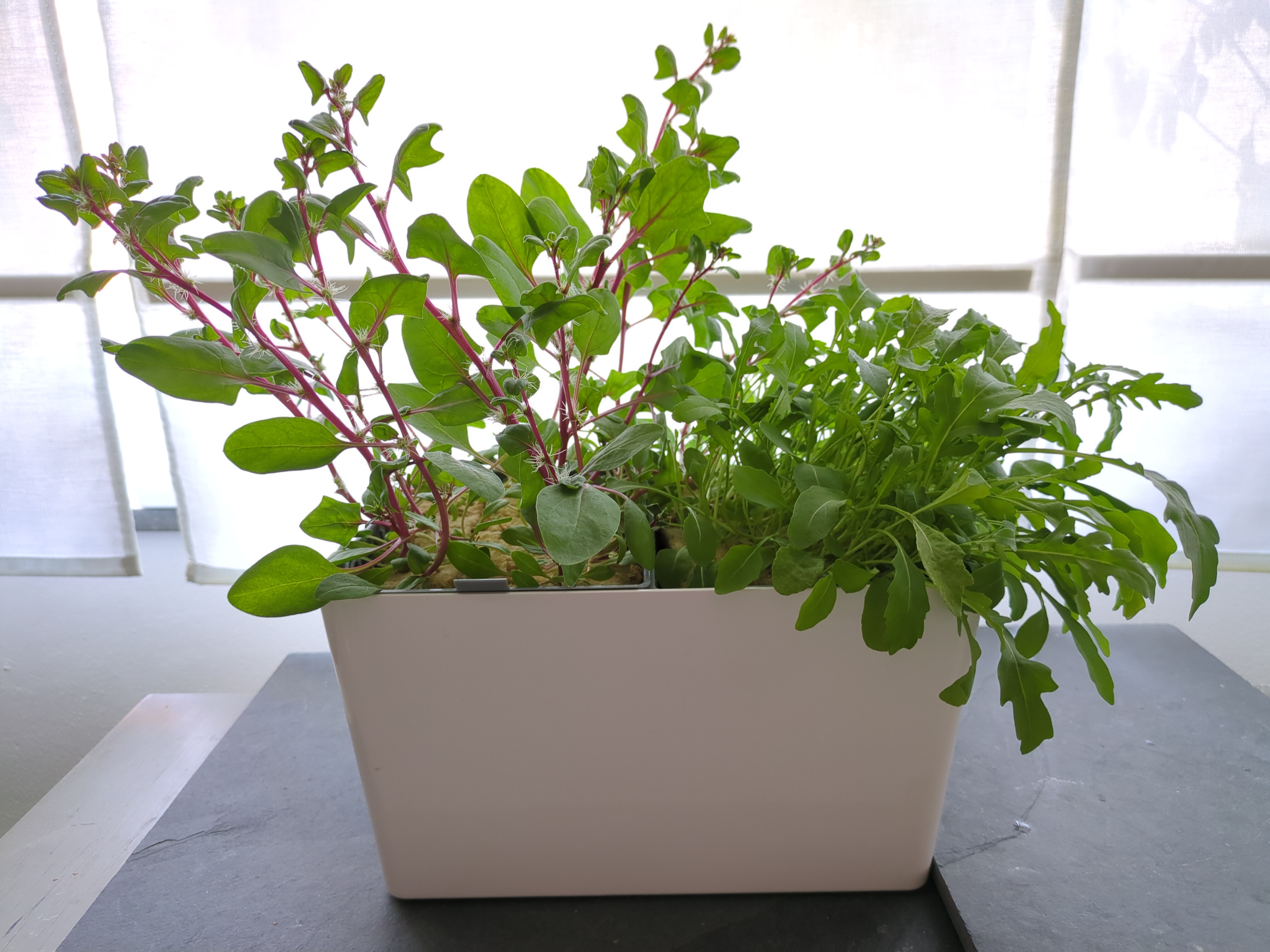 Hydroponic pot for IKEA KUGGIS