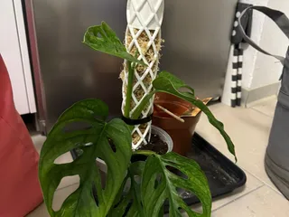 Moos Stab | Moss Pole - self watering by d0mse | Download free STL model |  Printables.com