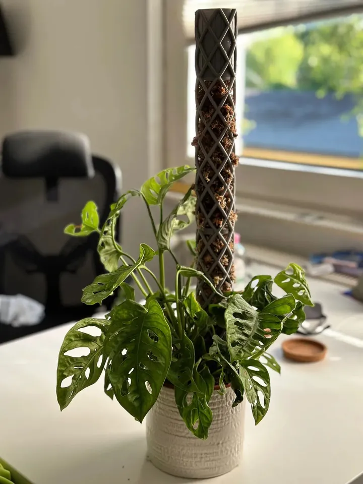 monstera stanowisko XXL Monstera mit Stab bestellen – Green Me Up