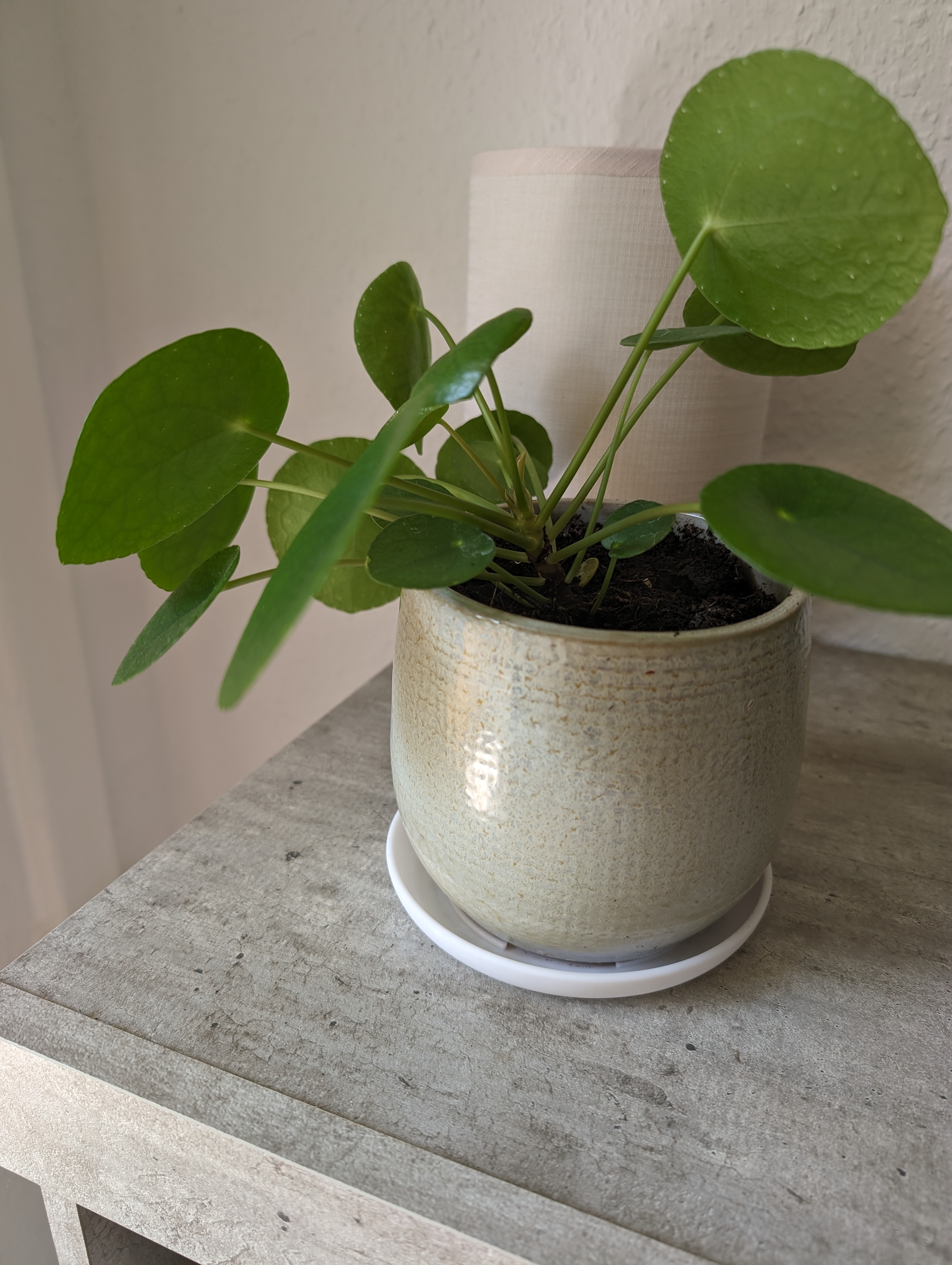 Plantpot Saucer
