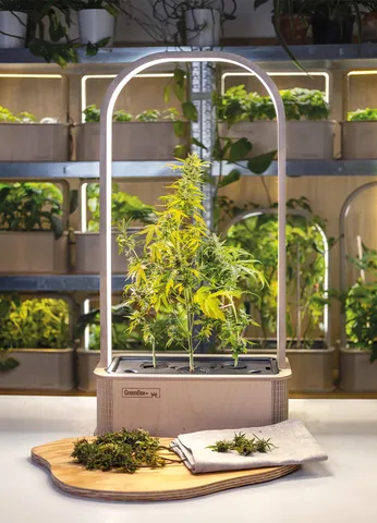 BerlinGreen GreenBox Plus Stick and plant stabilizer