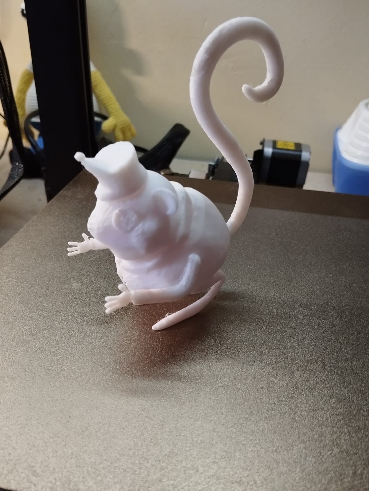 Raton Coralaine