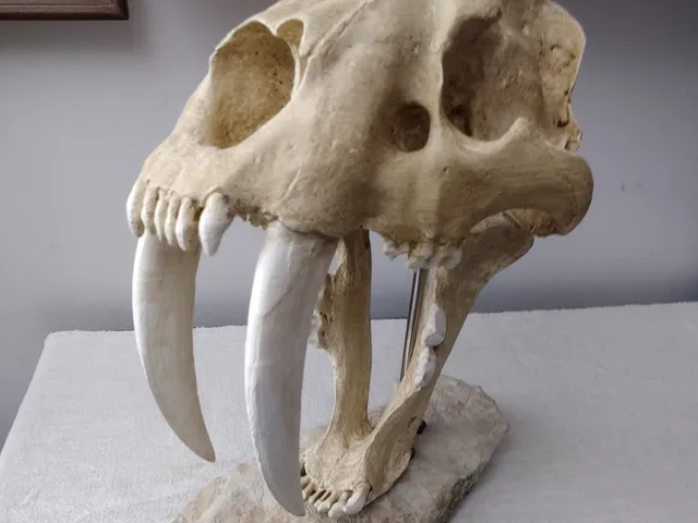 Saber-toothed Cat (Smilodon Fatalis) Skull (Life Size)