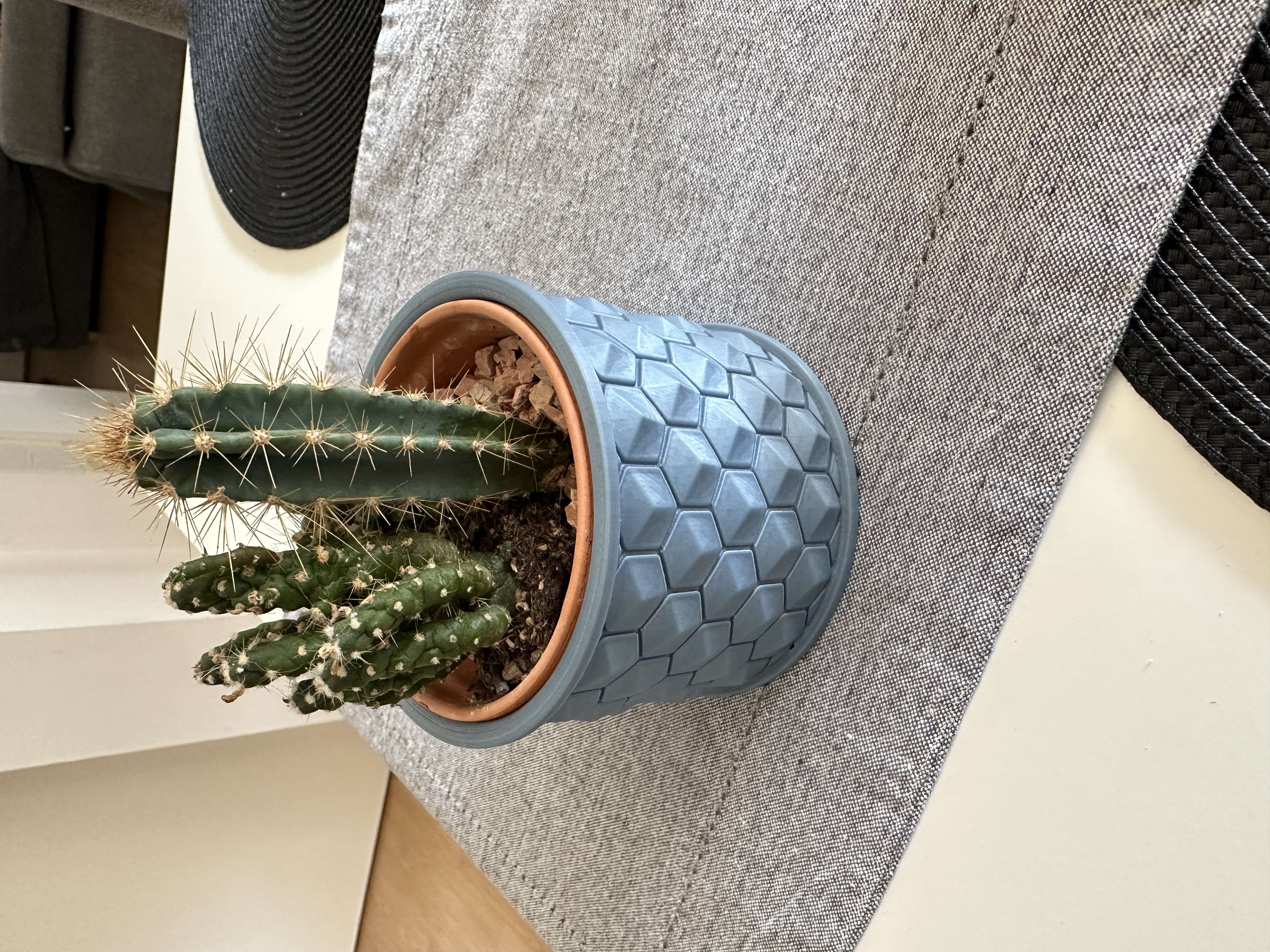 cactus vase