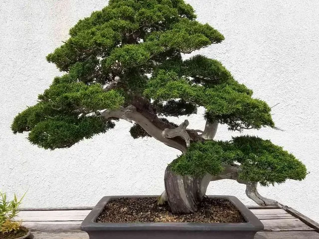 Bonsai tree