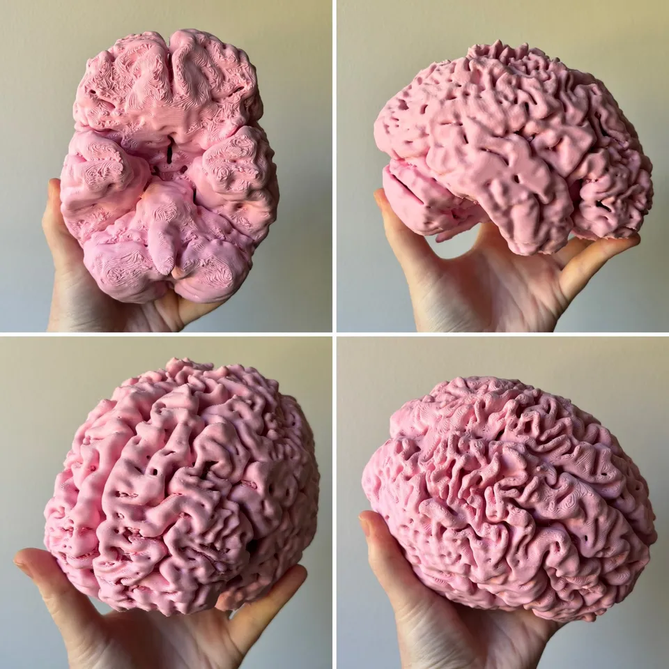 My Genuine Human Brain by JesseIrwin | Download free STL model | Printables .com for Free Printable Images Of The Brain