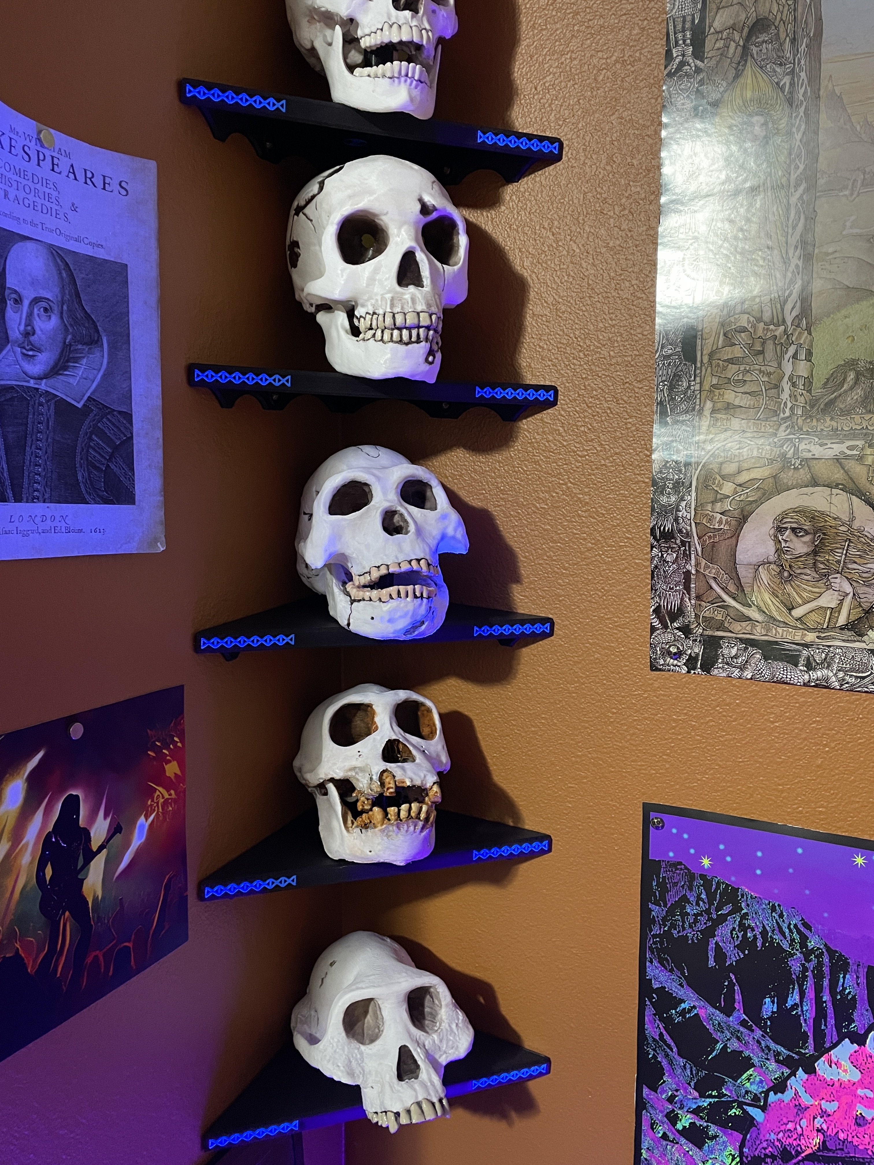 Corner Shelf for Skulls and Other Items