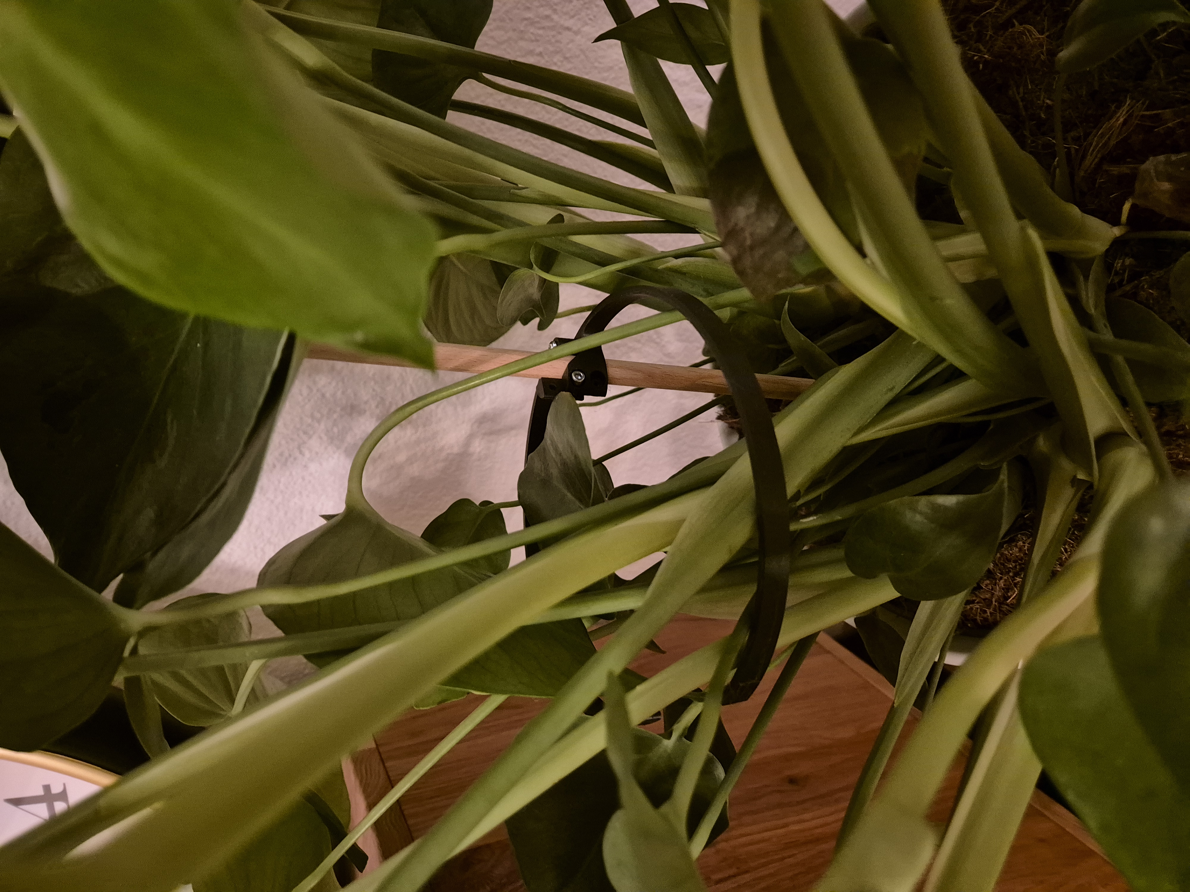 Plant Support for rod (parametrized ⦰, default ⦰ 1cm)